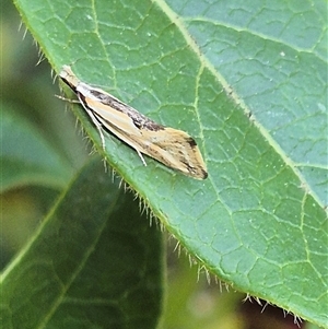 Thema chlorochyta at Latham, ACT - 3 Oct 2024 08:50 AM