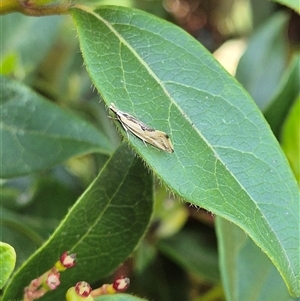 Thema chlorochyta at Latham, ACT - 3 Oct 2024 08:50 AM