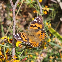 Vanessa kershawi (Australian Painted Lady) at Monga, NSW - 6 Oct 2024 by MatthewFrawley