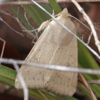 Helicoverpa (genus) (A bollworm) at Hall, ACT - 6 Oct 2024 by Anna123