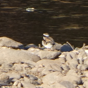 Charadrius melanops (Black-fronted Dotterel) at Marble Bar, WA by Paul4K