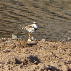 Charadrius melanops at Marble Bar, WA - 30 Aug 2024