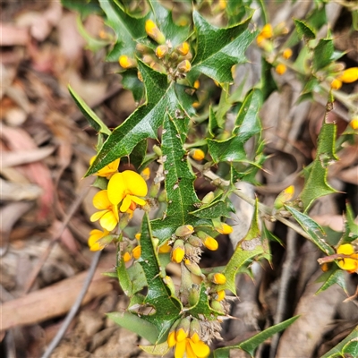 Podolobium ilicifolium (Andrews) Crisp (Prickly Shaggy-pea) at Monga, NSW - 6 Oct 2024 by MatthewFrawley