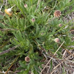 Leptorhynchos squamatus subsp. squamatus (Scaly Buttons) at Lawson, ACT - 6 Oct 2024 by mroseby