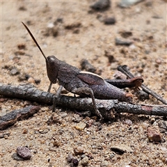 Rhitzala modesta (Short winged heath grasshopper) at Monga, NSW - 6 Oct 2024 by MatthewFrawley