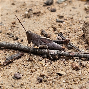 Rhitzala modesta at Monga, NSW - 6 Oct 2024