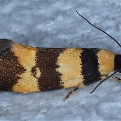 Lichenaula arisema (A Xyloryctine moth) at Bulli, NSW - 5 Oct 2024 by jb2602