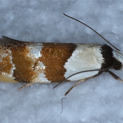 Euphiltra eroticella (A concealer moth) at Bulli, NSW - 5 Oct 2024 by jb2602