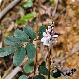 Indigofera australis subsp. australis at Monga, NSW - 6 Oct 2024