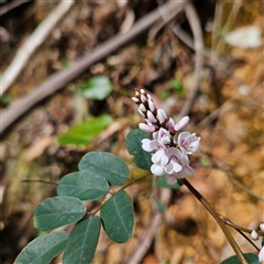 Indigofera australis subsp. australis at Monga, NSW - 6 Oct 2024