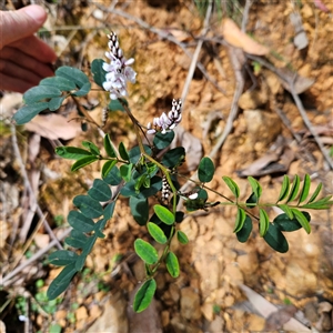 Indigofera australis subsp. australis at Monga, NSW - 6 Oct 2024