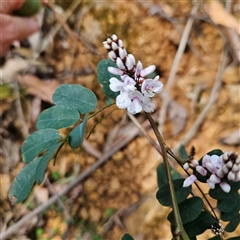 Indigofera australis subsp. australis at Monga, NSW - 6 Oct 2024