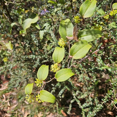 Smilax australis (Barbed-Wire Vine) at Monga, NSW - 6 Oct 2024 by MatthewFrawley