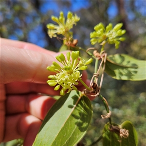 Smilax australis at Monga, NSW - 6 Oct 2024