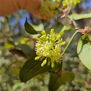 Smilax australis at Monga, NSW - 6 Oct 2024