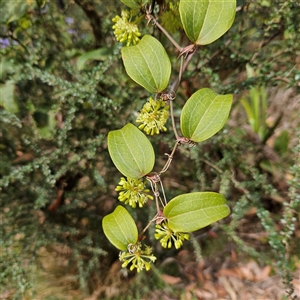 Smilax australis at Monga, NSW - 6 Oct 2024