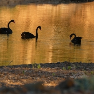 Cygnus atratus (Black Swan) at Marble Bar, WA by Paul4K