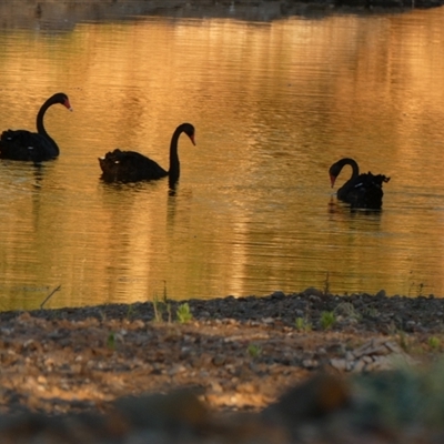 Cygnus atratus (Black Swan) at Marble Bar, WA - 30 Aug 2024 by Paul4K