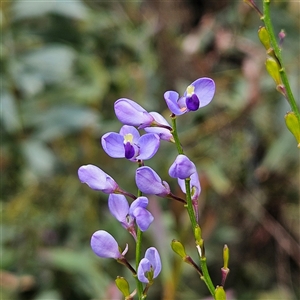 Comesperma volubile at Monga, NSW - 6 Oct 2024 03:09 PM