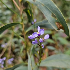 Comesperma volubile at Monga, NSW - 6 Oct 2024 03:09 PM