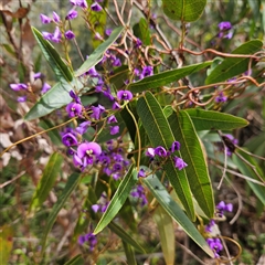 Hardenbergia violacea (False Sarsaparilla) at Monga, NSW - 6 Oct 2024 by MatthewFrawley