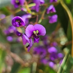 Hardenbergia violacea at Monga, NSW - 6 Oct 2024