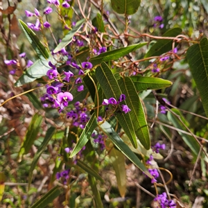 Hardenbergia violacea at Monga, NSW - 6 Oct 2024