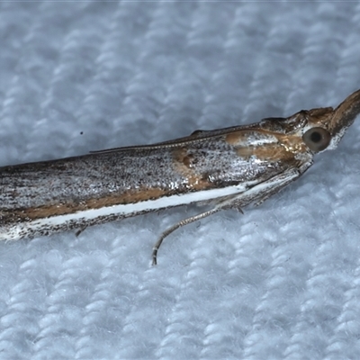 Etiella behrii (Lucerne Seed Web Moth) at Bulli, NSW - 5 Oct 2024 by jb2602