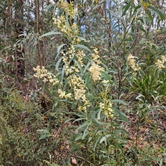 Acacia falciformis at Monga, NSW - 6 Oct 2024