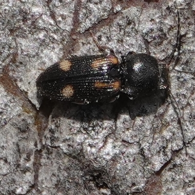 Austrocardiophorus assimilis (Click beetle) at Hall, ACT - 6 Oct 2024 by Anna123