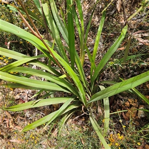 Dianella tasmanica at Monga, NSW - 6 Oct 2024