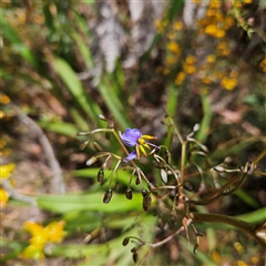 Dianella tasmanica at Monga, NSW - 6 Oct 2024