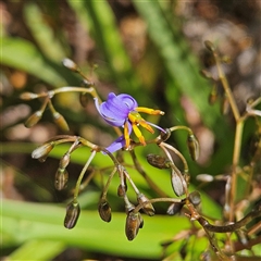 Dianella tasmanica at Monga, NSW - 6 Oct 2024