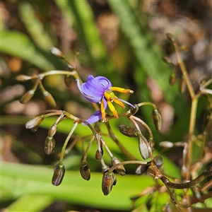 Dianella tasmanica at Monga, NSW - 6 Oct 2024