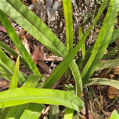 Dianella tasmanica at Monga, NSW - 6 Oct 2024