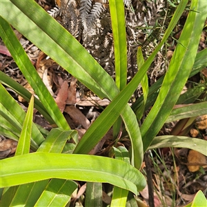 Dianella tasmanica at Monga, NSW - 6 Oct 2024