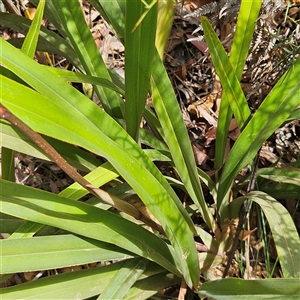 Dianella tasmanica at Monga, NSW - 6 Oct 2024 01:41 PM