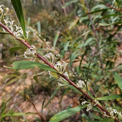 Hakea eriantha (Tree Hakea) at Monga, NSW - 6 Oct 2024 by MatthewFrawley