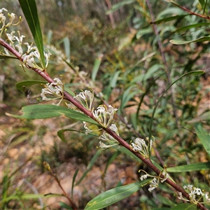 Hakea eriantha at Monga, NSW - 6 Oct 2024