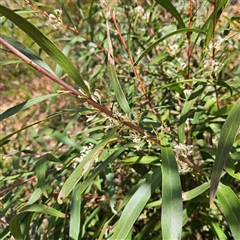 Hakea eriantha at Monga, NSW - 6 Oct 2024