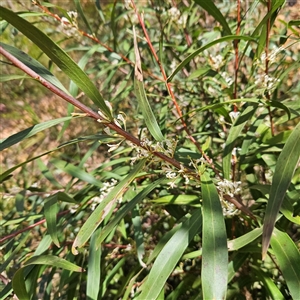 Hakea eriantha at Monga, NSW - 6 Oct 2024