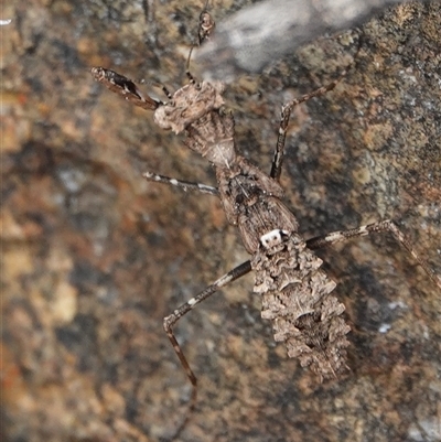 Paraoxypilus tasmaniensis (Black bark mantis or Boxing mantis) at Hall, ACT - 6 Oct 2024 by Anna123