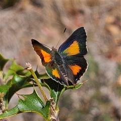 Paralucia aurifera (Bright Copper) at Monga, NSW - 6 Oct 2024 by MatthewFrawley