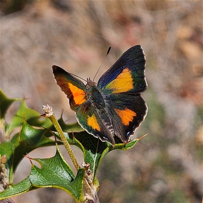 Paralucia aurifera (Bright Copper) at Monga, NSW - 6 Oct 2024 by MatthewFrawley