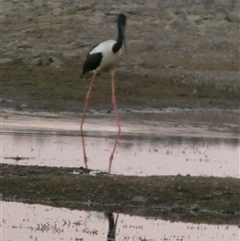 Ephippiorhynchus asiaticus at Marble Bar, WA - suppressed
