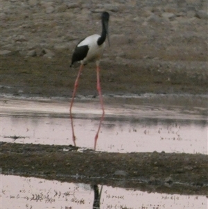 Ephippiorhynchus asiaticus at Marble Bar, WA - 30 Aug 2024