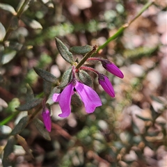 Tetratheca thymifolia at Monga, NSW - 6 Oct 2024