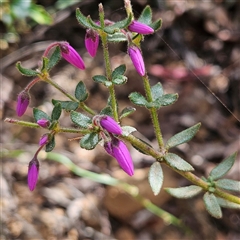 Tetratheca thymifolia at Monga, NSW - 6 Oct 2024