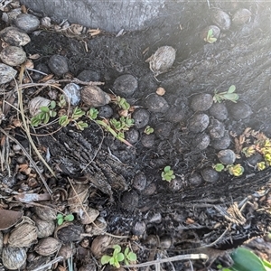 Unidentified Plant at Bracken Ridge, QLD by Epeac32