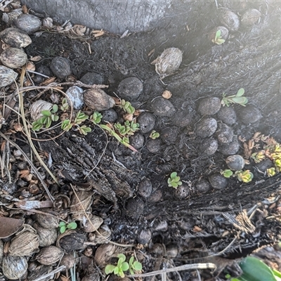 Unidentified Plant at Bracken Ridge, QLD - 6 Oct 2024 by Epeac32